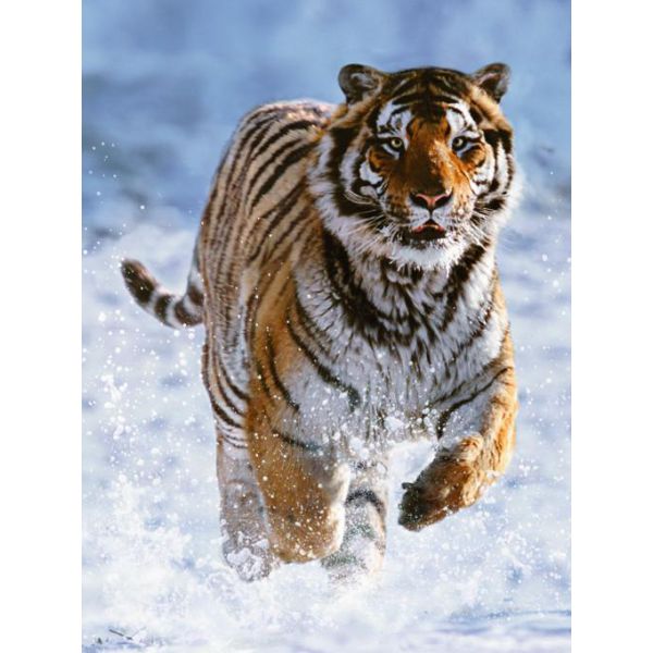 500 Piece Puzzle - Tiger in the Snow